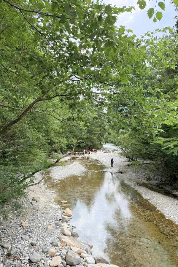 Dòng suối nhỏ chảy qua rừng Takayama