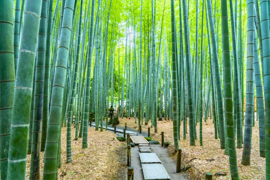 Hokokuji – Ngôi Chùa Với Rừng Tre Thanh Tĩnh