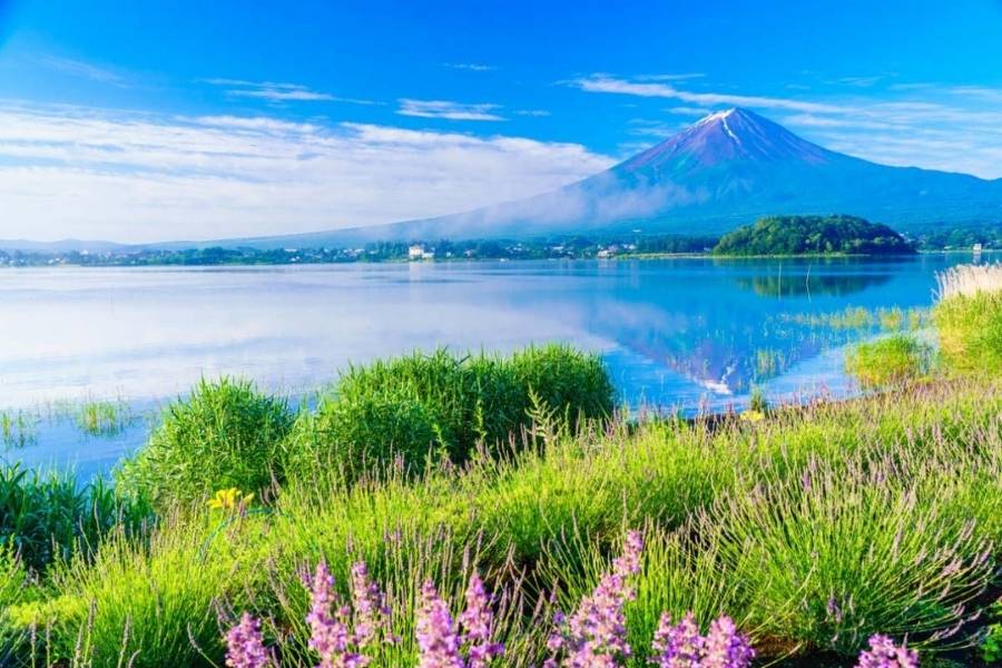 Ngắm nhìn Hoa Oải Hương (Lavender) tại công viên Oishi
