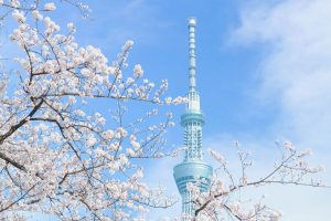 Tháp Tokyo (Tokyo Skytree) - Du lịch Nhật Bản mùa xuân hoa anh đào 2025