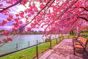 Tour Du Lịch Nhật Bản Ngắm Hoa Anh Đào: Công Viên Ueno