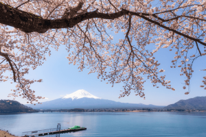 Tour Du Lịch Nhật Bản Ngắm Hoa Anh Đào: Hồ Kawaguchi