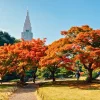 Tokyo Mùa Thu 10 Điểm Ngắm Lá Đỏ Và Gợi Ý Lịch Trình