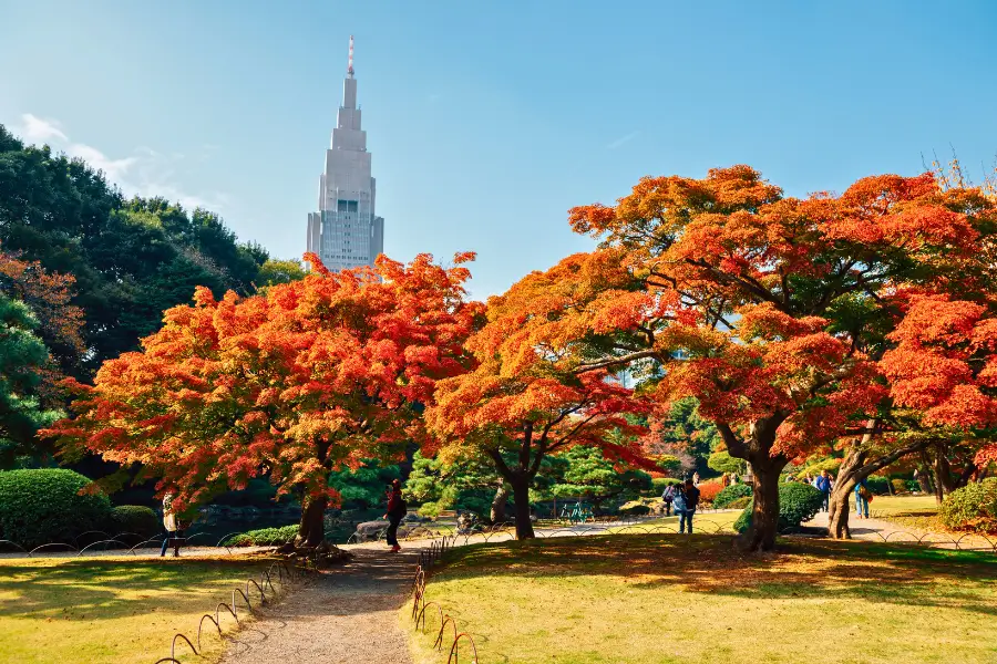 Tokyo Mùa Thu 10 Điểm Ngắm Lá Đỏ Và Gợi Ý Lịch Trình
