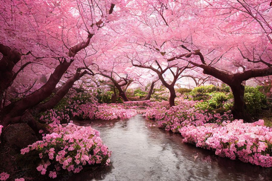 Tour Du Lịch Nhật Bản 2024 Mùa Hoa Sakura