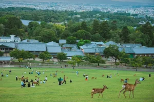 Tour Du Lịch Nhật Bản Nara Park - Công viên bao quanh đền Todaiji