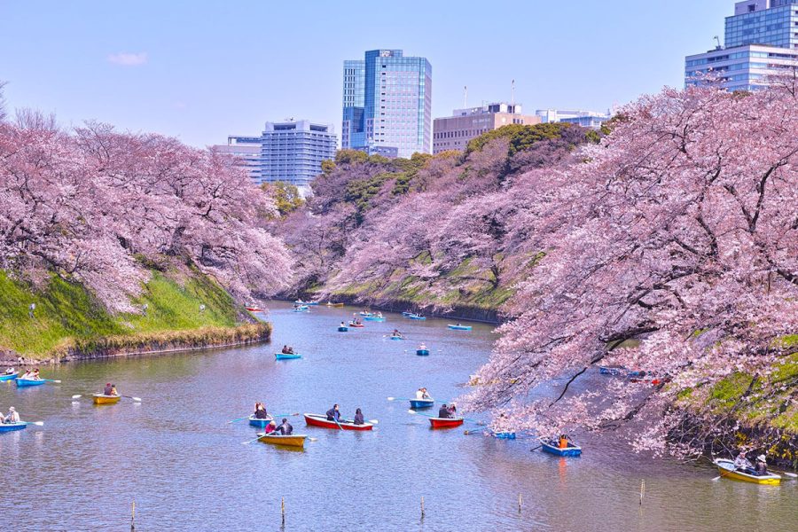Tour Nhật Bản Tokyo 2024 ngắm hoa anh đào