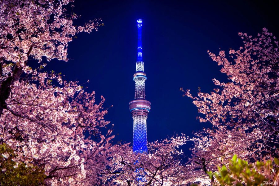Tour Tokyo Nhật Bản ngắm hoa anh đào