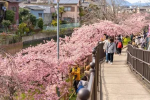 Tour du lịch Nhật Bản - Con đường hoa anh đào tại Yodo Suiro