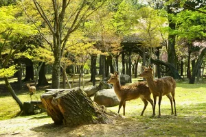Tour du lịch Nhật Bản - Công viên Nara