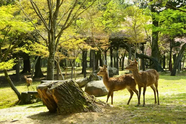 Tour du lịch Nhật Bản - Công viên Nara