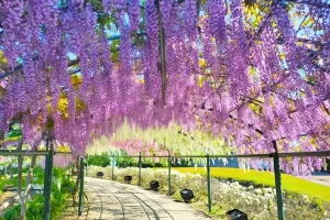 Tour du lịch Nhật Bản - Công viên hoa Hamamatsu