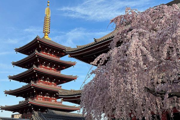 Tour du lịch Nhật Bản ngắm hoa anh đào 2024 6 ngày