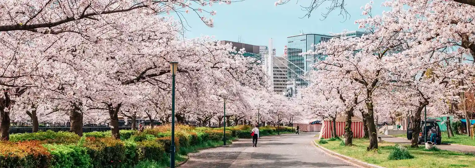 Tour du lịch ngắm hoa anh đào Nhật Bản