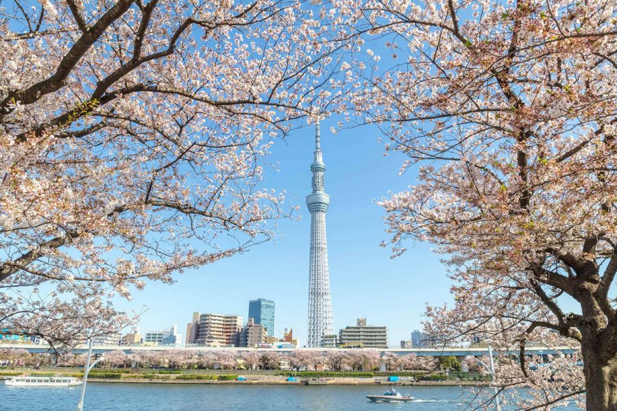 Tour ngắm Hoa Anh Đào Sakura Nhật Bản - 6 ngày