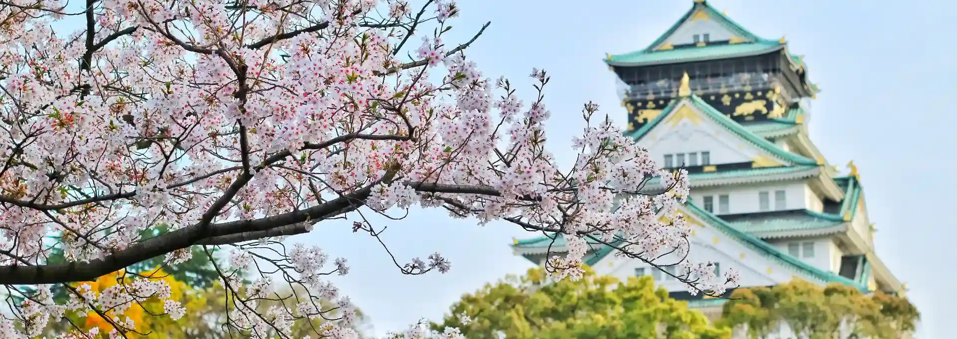 Tour ngắm hoa anh đào Nhật Bản