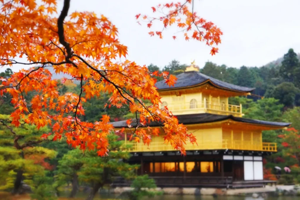 Chùa Kinkakuji Mùa Thu