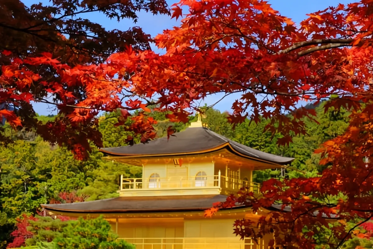Chùa Kinkakuji Mùa Thu