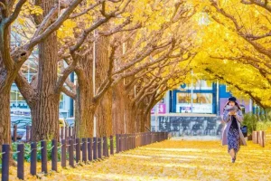 Top 5 Điểm Ngắm Mùa Thu Nhật Bản Tuyến Tokyo - Osaka Nổi Bật