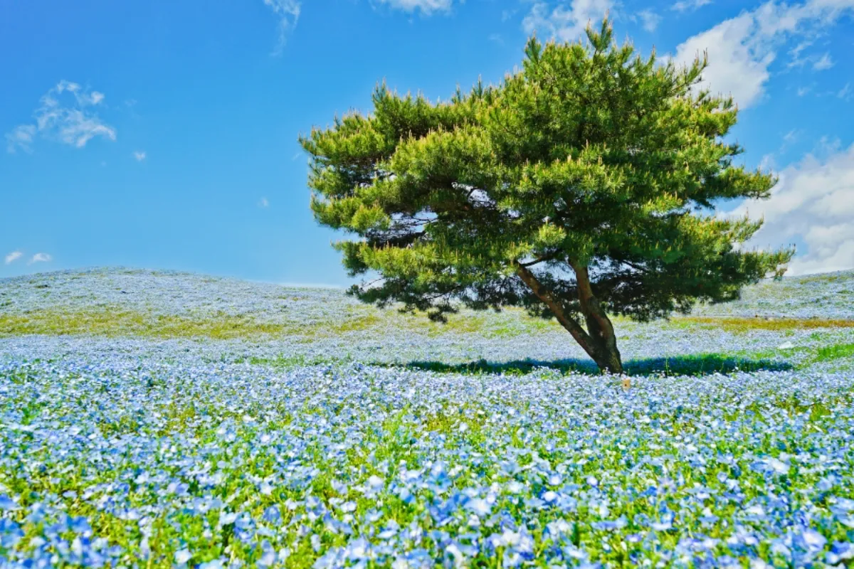 Tour du lịch Nhật Bản