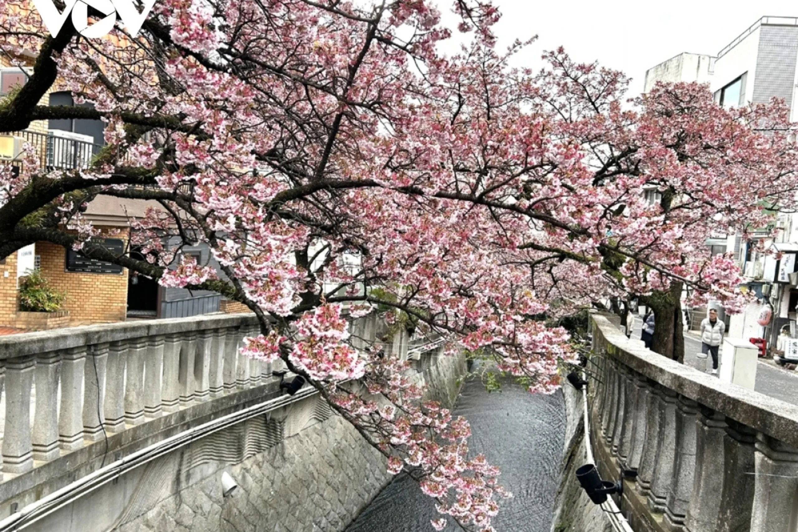 lưu ý quan trọng khi đi ngắm hoa anh đào nhật bản