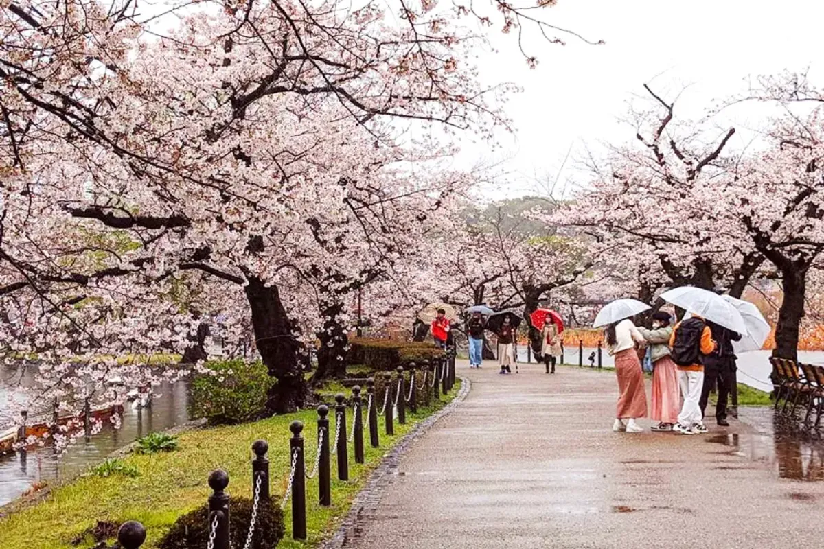 thời điểm lý tưởng để ngắm hoa anh đào ở tokyo