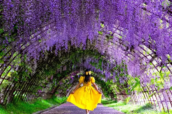 tour du lịch nhật bản mùa hoa tử đằng