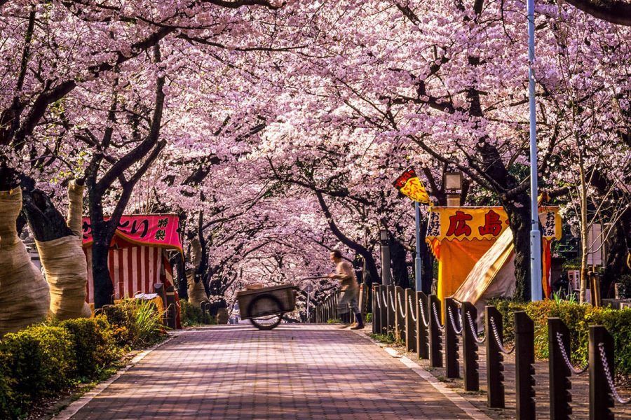 tour ngắm hoa anh đào Nhật Bản 2024