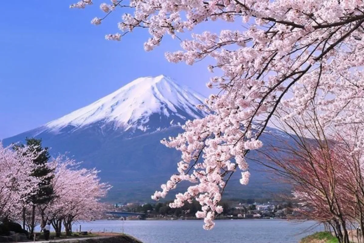 lịch trình tour nhật bản ngắm hoa anh đào