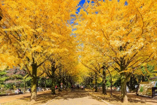 tour du lịch nhật bản