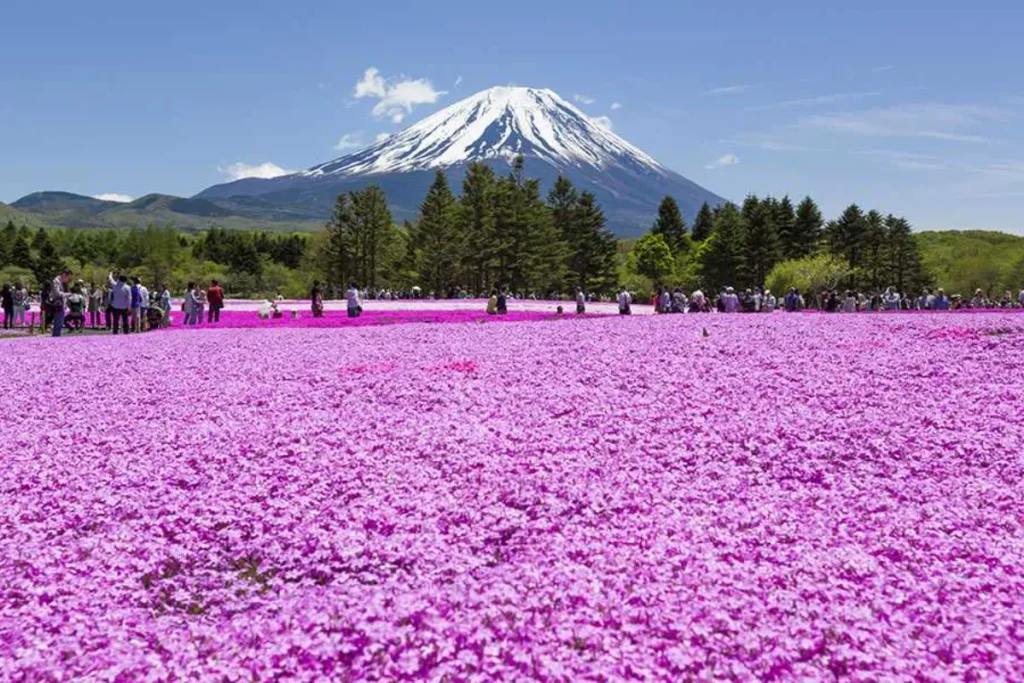 Cẩm nang đi tour Nhật Bản 30/4