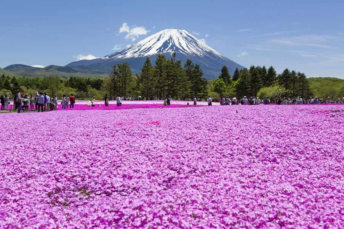 Cẩm nang đi tour Nhật Bản 30/4